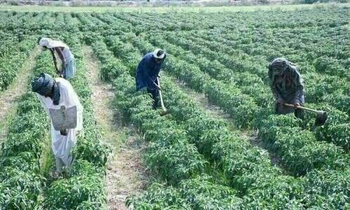 Plan Outlines Rs80bn Agriculture Development Budget