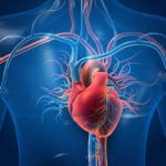 Scientists Discover Breakthrough to Slow and Reverse Heart Aging Naturally