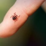 Congo Virus Outbreak in Khyber Pakhtunkhwa Claims Three Lives Amid Rising Health Concerns