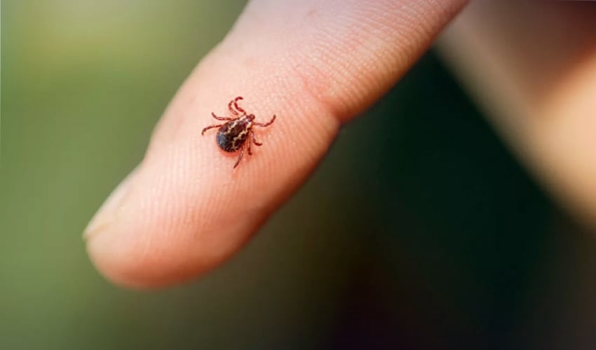 Congo Virus Outbreak in Khyber Pakhtunkhwa Claims Three Lives Amid Rising Health Concerns