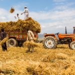 Pakistan’s Agriculture Crisis: Farmers Face Rs 2.2 Trillion Loss in Wheat Alone
