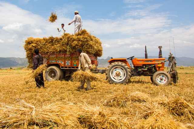 Pakistan’s Agriculture Crisis: Farmers Face Rs 2.2 Trillion Loss in Wheat Alone