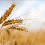 Reclaiming the Spiritual Substance: From Bleached Faith to Wholesome Belief