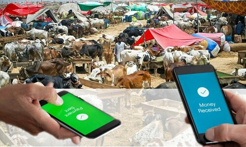 Cattle Markets Go Cashless: Online Deals Reach Rs4.66bn with 64,553 Transactions on Eid-ul-Adha 2025
