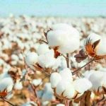 Cotton Market Weekly Review: Prices experience an overall decline