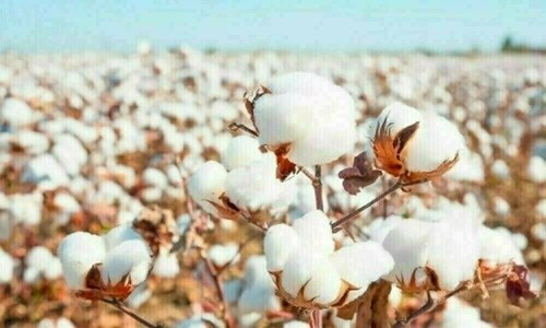 Cotton Market Weekly Review: Prices experience an overall decline