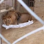 Gujar Khan Home’s Pet African Lion Seized by Authorities