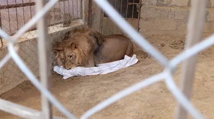 Gujar Khan Home’s Pet African Lion Seized by Authorities