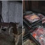 Islamabad: Slaughter operation exposed, 50 donkeys and a tonne of meat confiscated