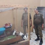 Lahore woman’s horrific social media content leads to animal rescue
