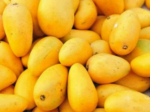 Pakistani mango farmers urge government support amid climate change, water scarcity