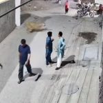 Punjab authorities seize 13 big cats following lion attack that injured three