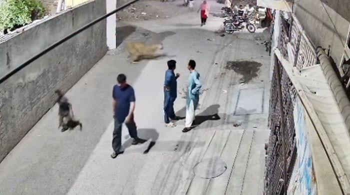 Punjab authorities seize 13 big cats following lion attack that injured three