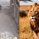 Pet Lion Owners Arrested in Lahore After Big Cat Attacks Mother and Two Children