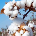 Cotton shortfall imperils textile sector: Industry faces major output crisis