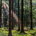 Government asks timber firms to cultivate forests