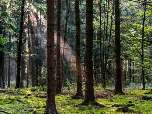 Government asks timber firms to cultivate forests