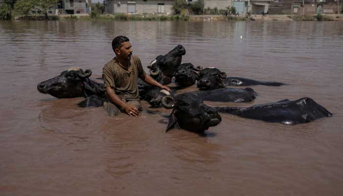 Monsoon rains claim nearly 300 lives in Pakistan; more downpours expected