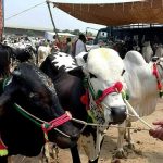 Pakistan’s livestock sector needs government support to address challenges