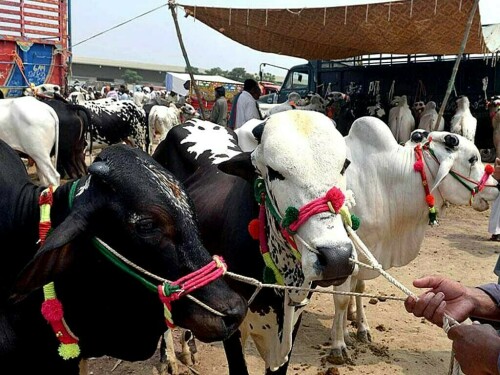 Pakistan’s livestock sector needs government support to address challenges