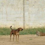 Rabies Claims Six Lives in Karachi from May to August