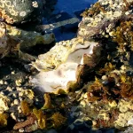 New “Mega” RNA Virus Linked to Mass Die-Offs in Farmed Pacific Oysters Discovered in Canada