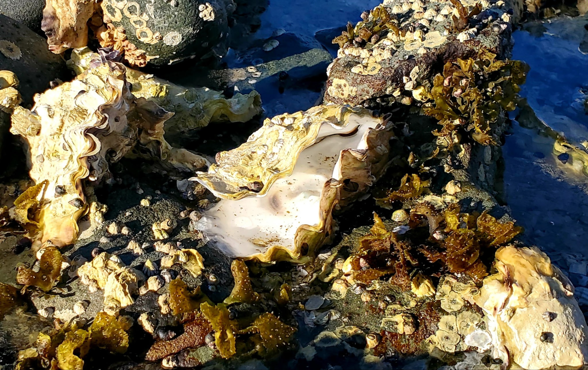 New “Mega” RNA Virus Linked to Mass Die-Offs in Farmed Pacific Oysters Discovered in Canada
