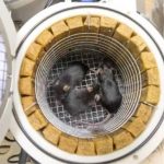 Space Exploration Breakthrough: Mice, Flies & Moon Soil Studies Reveal New Insights