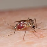 Dengue Cases Surge Across Sindh as Health Officials Urge Precaution