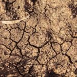 Pakistan’s Soil Health Rapidly Declining, Experts Warn