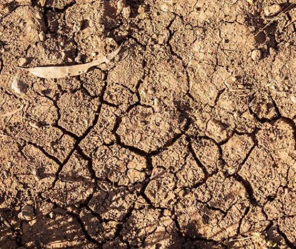Pakistan’s Soil Health Rapidly Declining, Experts Warn