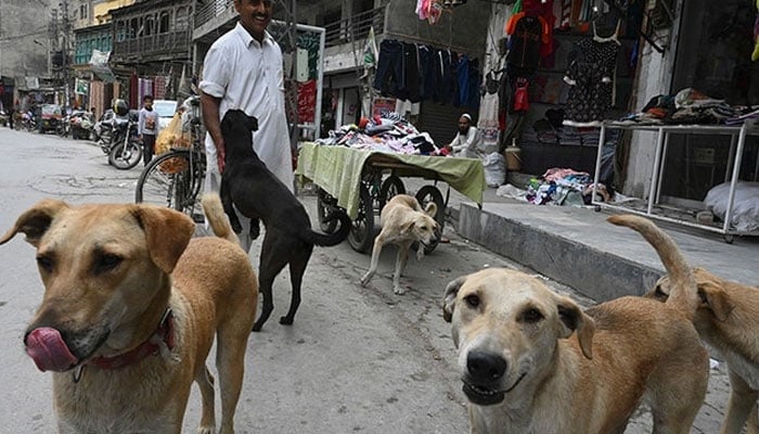 Sindh Confirms First Rabies Death of 2026 After Child’s Tragic Passing