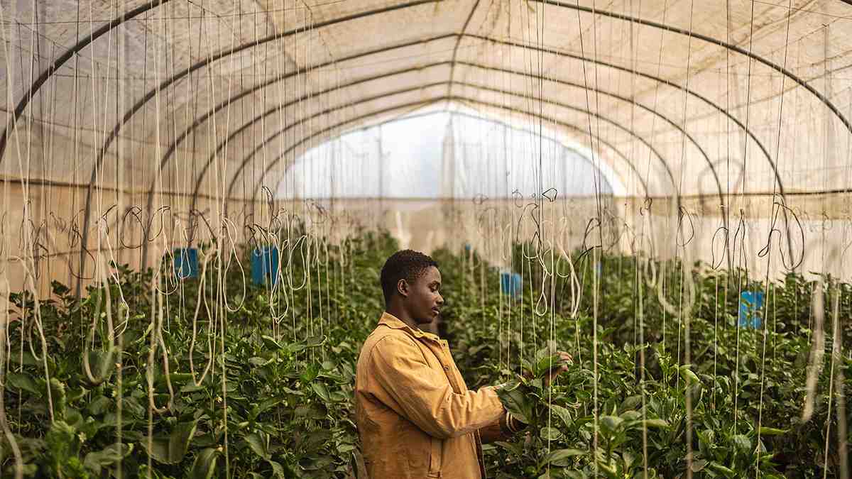 Africa after aid is more resilient than you might think