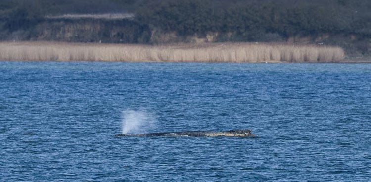 Humpback whale Timmy struggles to escape shallow waters off Germany