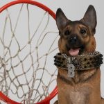 Queens University Basketball Inspires With Buddy the Dog