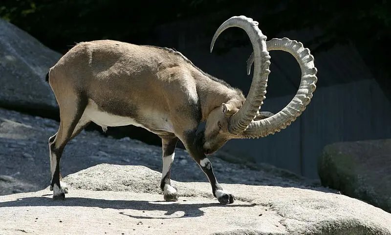 Hunter Kills Juvenile Ibex by Mistake